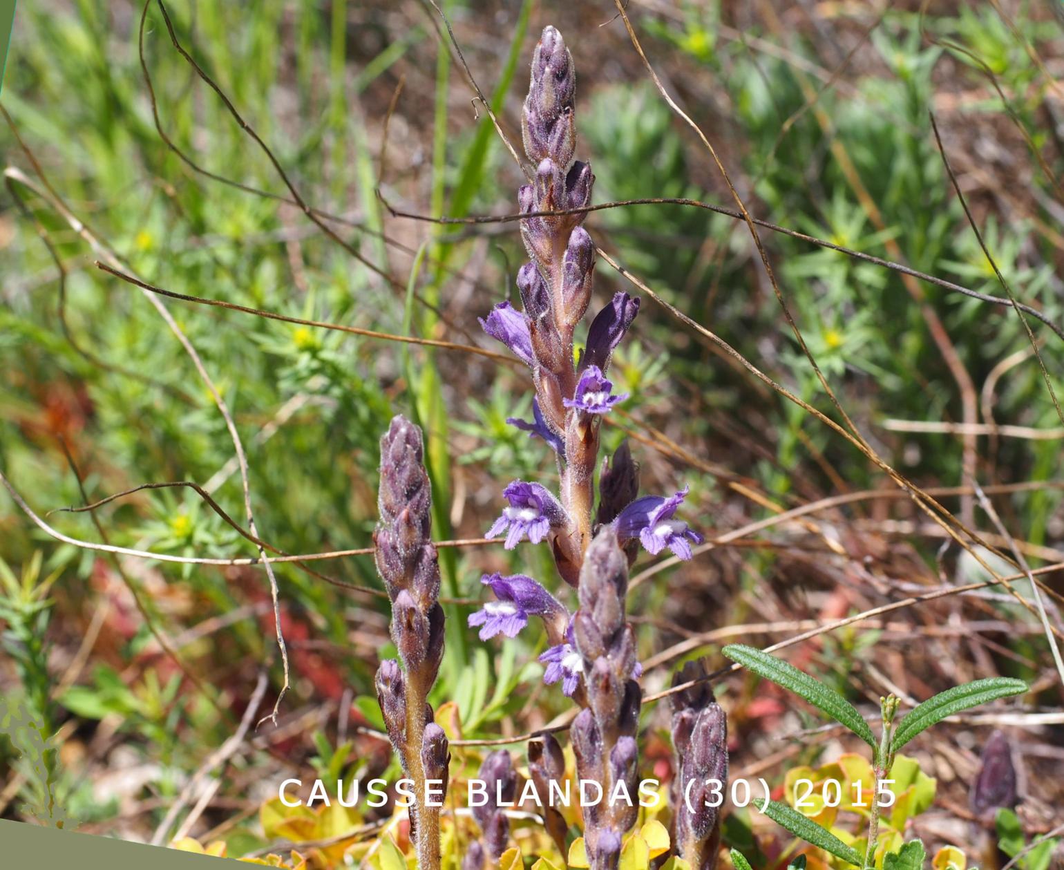 Broomrape, Dwarf